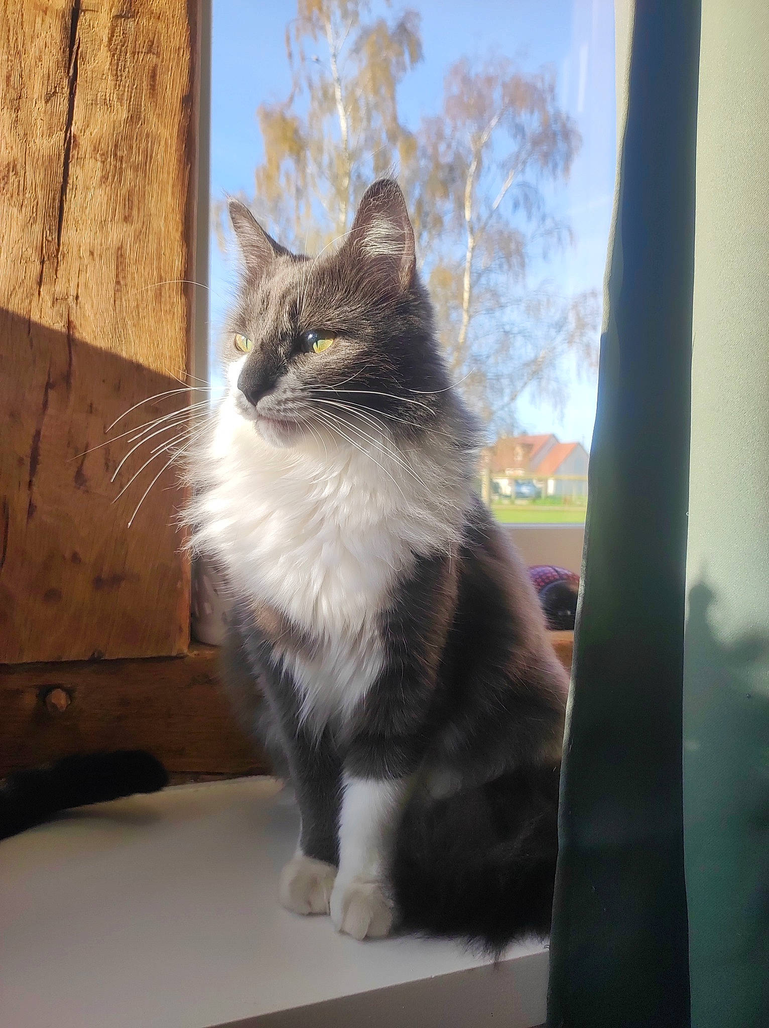 Sakura participe au concours pour gagner de l'argent avec cette photo : automotive_tire, carnivore, cat, domestic_short_haired_cat, felidae, fur, grey, hardwood, paw, plant, sky, small_to_medium_sized_cats, snout, table, tail, tints_and_shades, tree, whiskers, window, wood