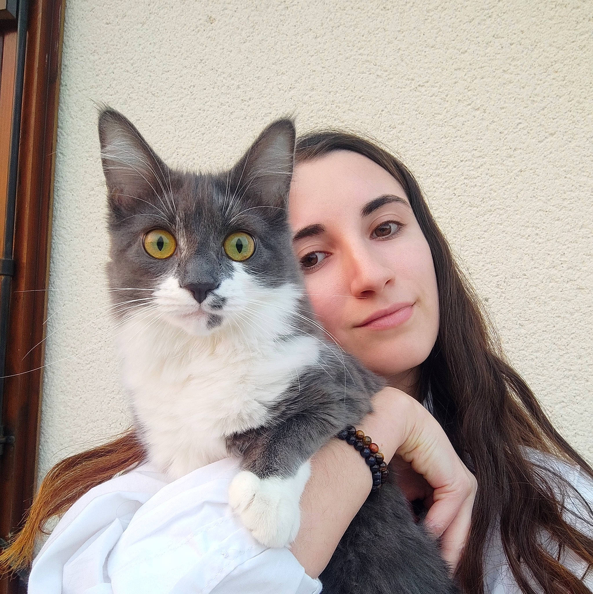 Sakura a rejoint le concours — aidez-le/la à gagner de superbes lots ! carnivore, cat, comfort, domestic_short_haired_cat, eyebrow, eyelash, fashion_design, fawn, felidae, flash_photography, formal_wear, fur, gesture, grey, happy, iris, moustache, sitting, small_to_medium_sized_cats, whiskers