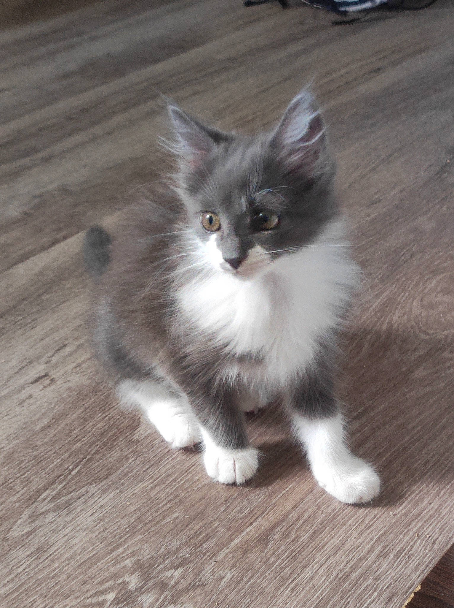 Sakura a rejoint le concours — aidez-le/la à gagner de superbes lots ! british_longhair, carnivore, cat, claw, door_mat, felidae, flooring, fur, grey, hardwood, paw, plank, sitting, small_to_medium_sized_cats, snout, tail, whiskers, wood, wood_flooring