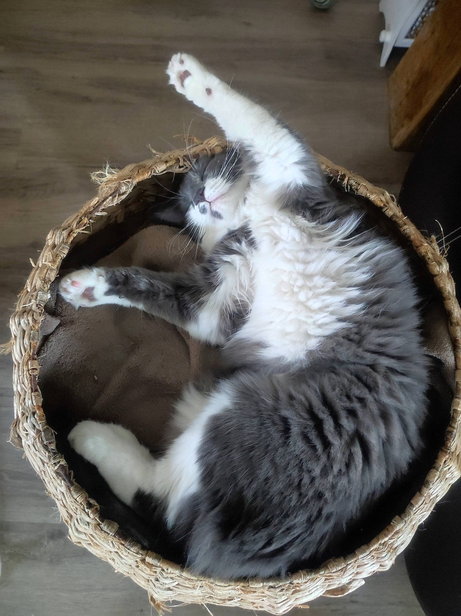 Sakura a rejoint le concours — aidez-le/la à gagner de superbes lots ! carnivore, cat, cat_bed, cat_supply, claw, comfort, domestic_short_haired_cat, felidae, fur, paw, small_to_medium_sized_cats, snout, tail, terrestrial_animal, whiskers, wood