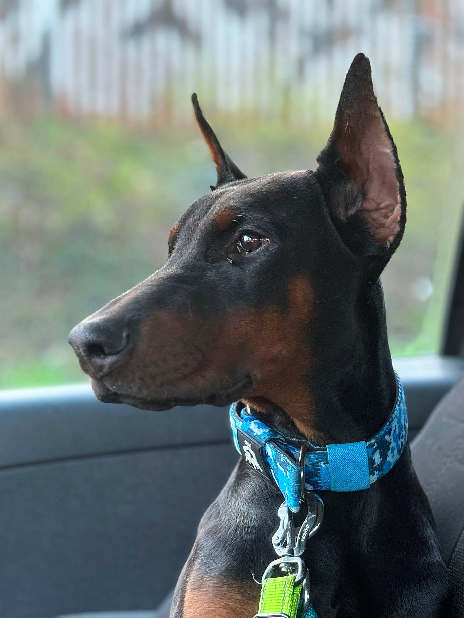 Rio a rejoint le concours — aidez-le/la à gagner de superbes lots ! canidae, carnivore, collar, companion_dog, dog, dog_breed, dog_collar, dog_sports, dog_supply, electric_blue, fashion_accessory, fawn, liver, pet_supply, snout, sporting_group, whiskers, windshield, working_animal, working_dog