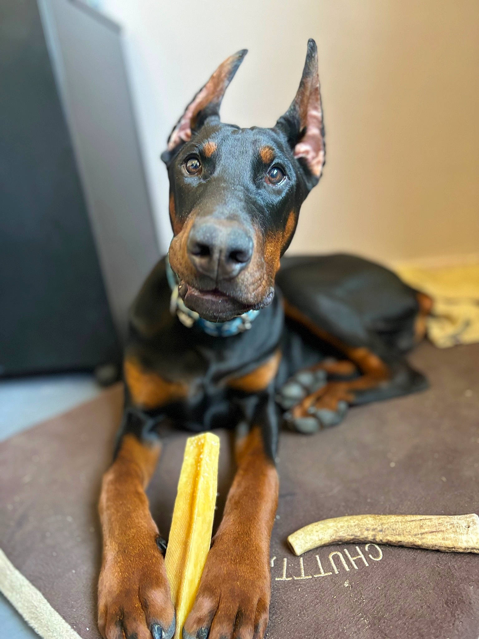 Rio participe au concours pour gagner de l'argent avec cette photo : canidae, carnivore, companion_dog, dobermann, dog, dog_breed, fawn, fur, guard_dog, pinscher, prazsky_krysarik, snout, sporting_group, toy_dog, whiskers, working_animal, working_dog