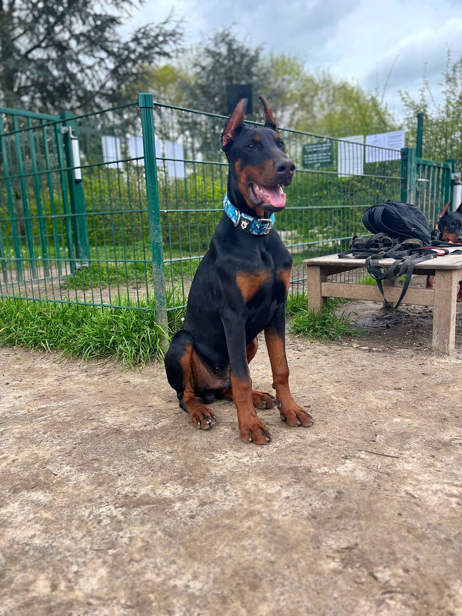 Rio participe au concours pour gagner de l'argent avec cette photo : canidae, carnivore, cloud, collar, dobermann, dog, dog_breed, dog_collar, dog_supply, fence, grass, guard_dog, pet_supply, pinscher, plant, sky, sporting_group, tree, working_animal, working_dog