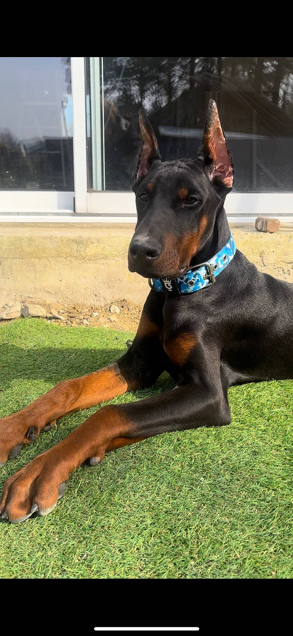 Rio a rejoint le concours — aidez-le/la à gagner de superbes lots ! canidae, carnivore, collar, companion_dog, dobermann, dog, dog_breed, dog_collar, dog_supply, ear, fawn, grass, guard_dog, liver, pet_supply, plant, snout, sporting_group, window, working_animal