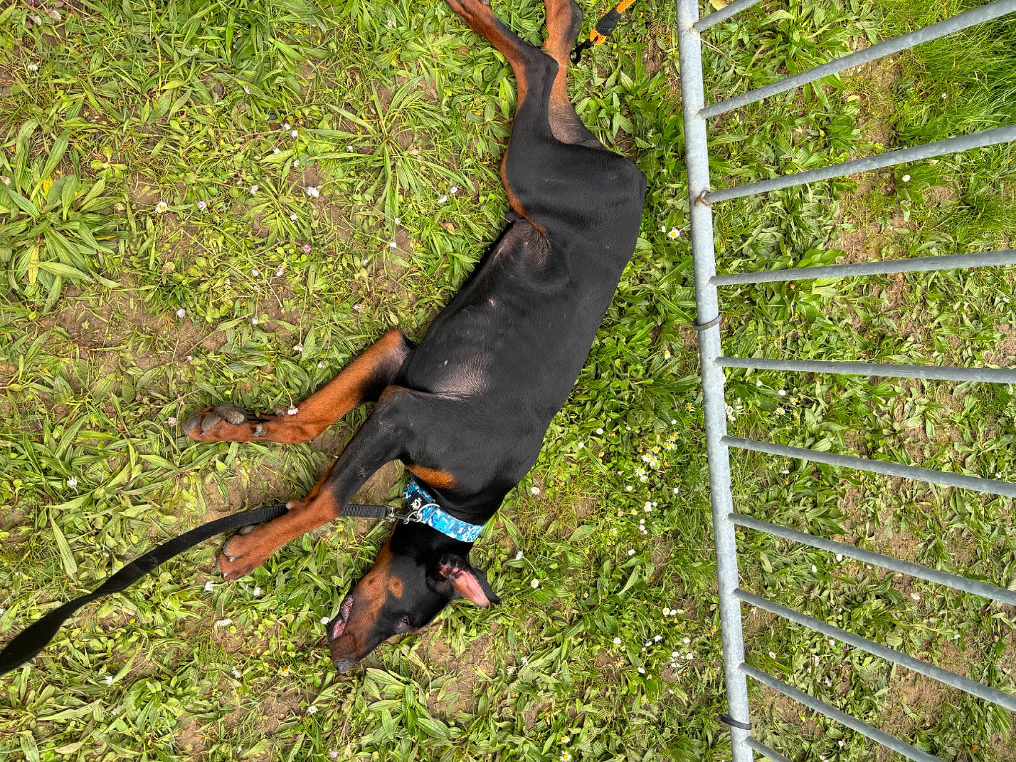 Rio a rejoint le concours — aidez-le/la à gagner de superbes lots ! canidae, carnivore, dobermann, dog, dog_breed, grass, guard_dog, hunting_dog, mesh, pet_supply, sporting_group, tail, terrestrial_animal, tree, wire_fencing, working_animal, working_dog