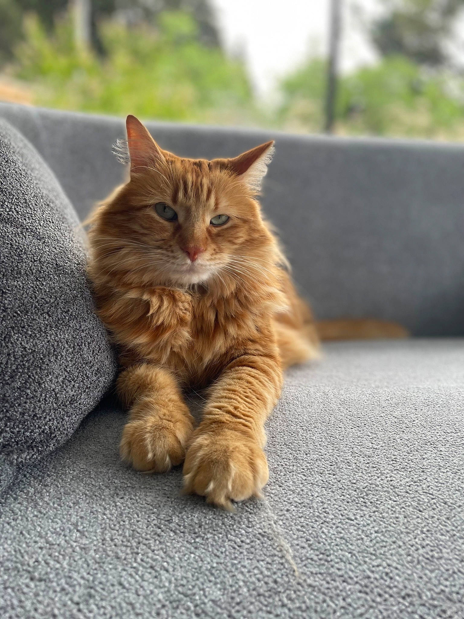 Cacahouète participe au concours pour gagner de l'argent avec cette photo : asphalt, carnivore, cat, claw, domestic_short_haired_cat, fawn, felidae, flooring, fur, grass, human_leg, paw, plant, road, road_surface, small_to_medium_sized_cats, tail, terrestrial_animal, whiskers, wood