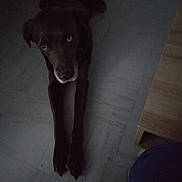 Pepito a rejoint le concours — aidez-le/la à gagner de superbes lots ! dog, brown_dog, lying_down, floor, tiled_floor, indoor, furniture, wooden_furniture, pet, animal, canine, front_legs, eyes, looking_up, shadow, low_light, domestic_animal, resting, quiet, home