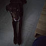 dog, brown_dog, lying_down, floor, tiled_floor, indoor, furniture, wooden_furniture, pet, animal, canine, front_legs, eyes, looking_up, shadow, low_light, domestic_animal, resting, quiet, home
