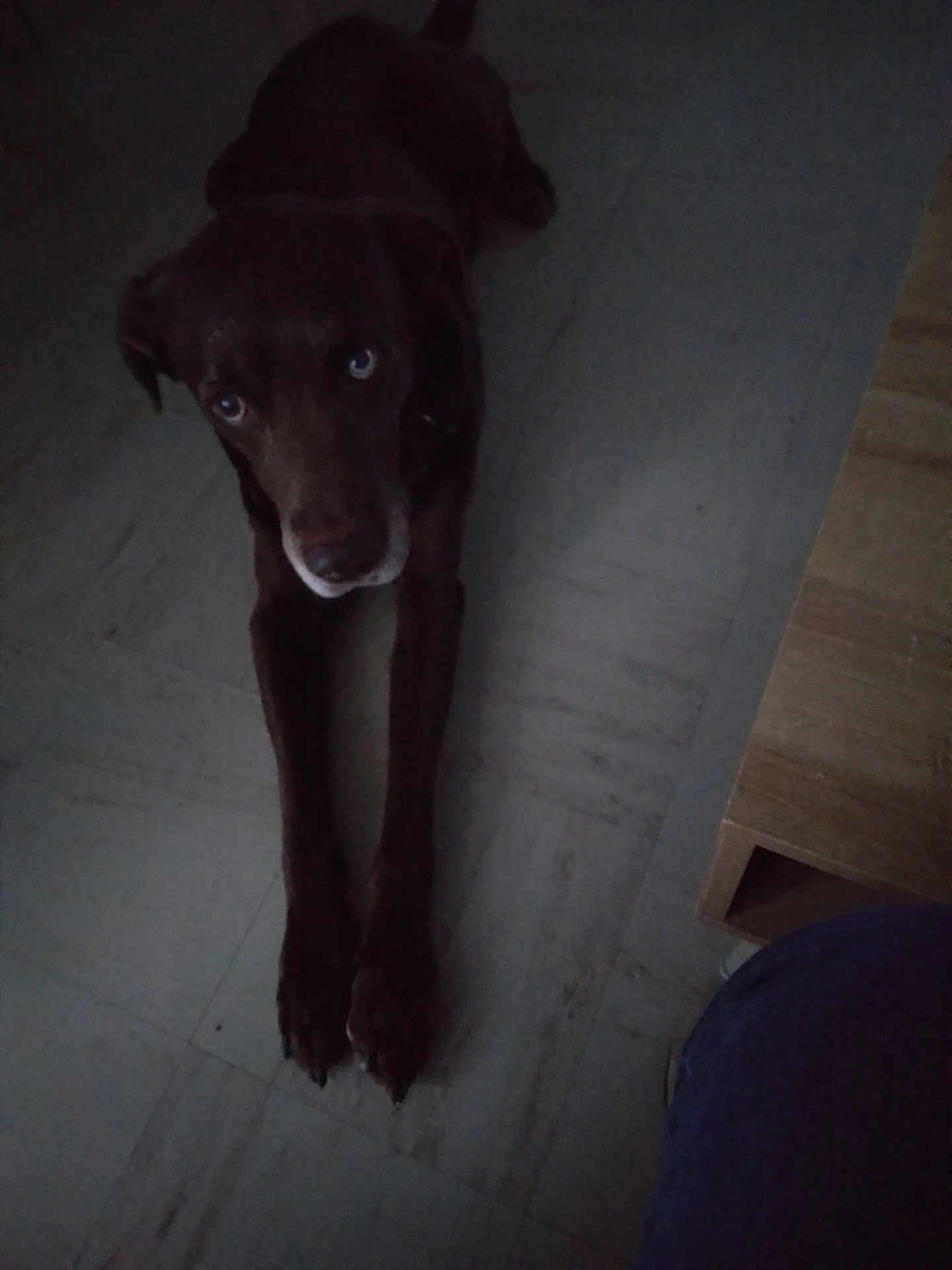 Pepito