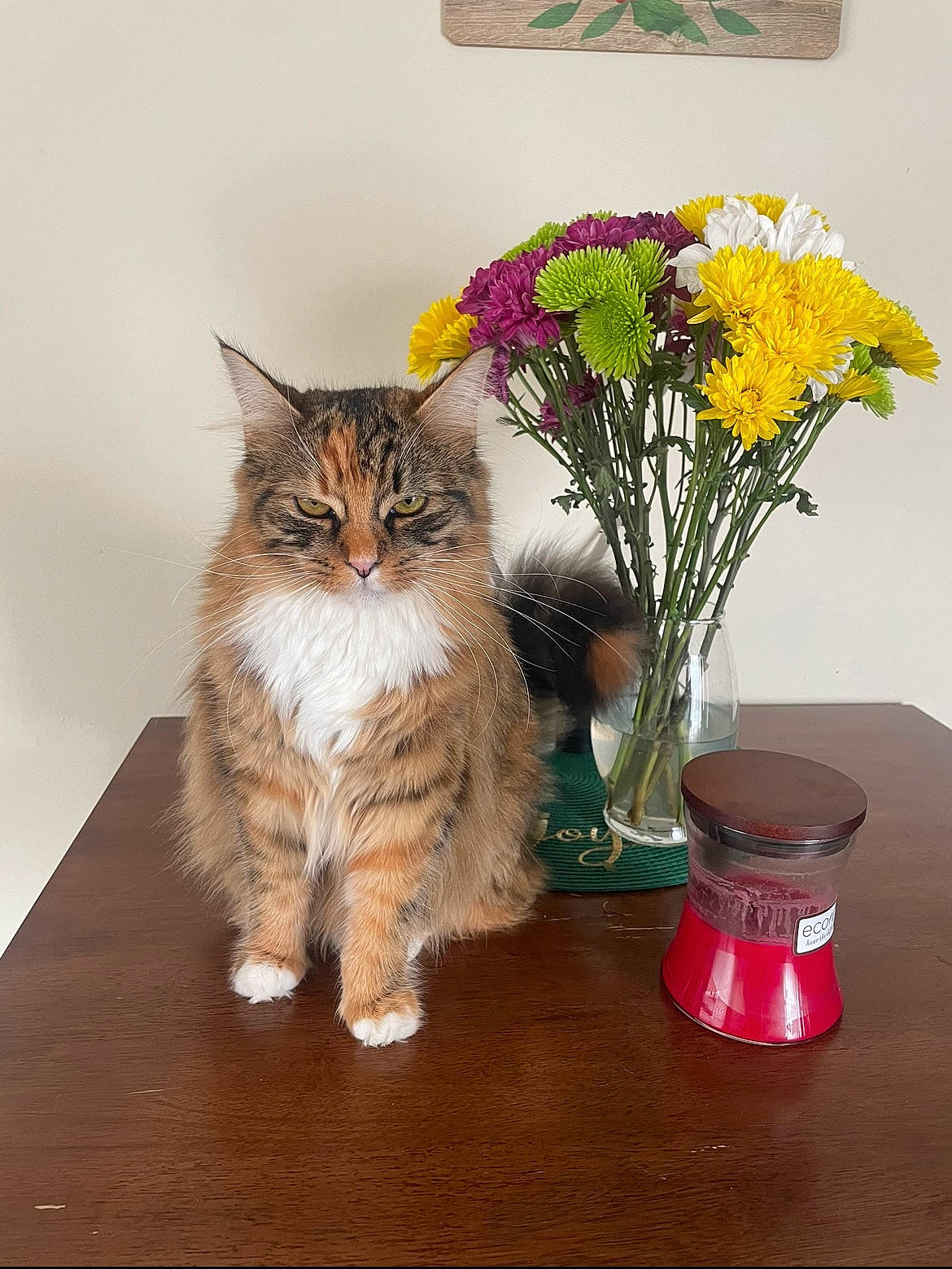 Kit Kat joined the competition — help win amazing prizes! artificial_flower, carnivore, cat, domestic_short_haired_cat, fawn, felidae, flower, flower_arranging, flowerpot, grass, houseplant, petal, plant, serveware, small_to_medium_sized_cats, table, tail, vase, whiskers, wood