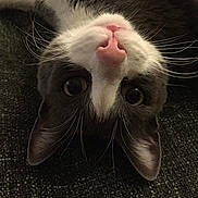 Eric a rejoint le concours — aidez-le/la à gagner de superbes lots ! animal, cat, closeup, curious, cute, dark_background, domestic_cat, ears, face, feline, fur, green_eyes, indoor, lying_down, pet, pink_nose, portrait, texture, upside_down, whiskers