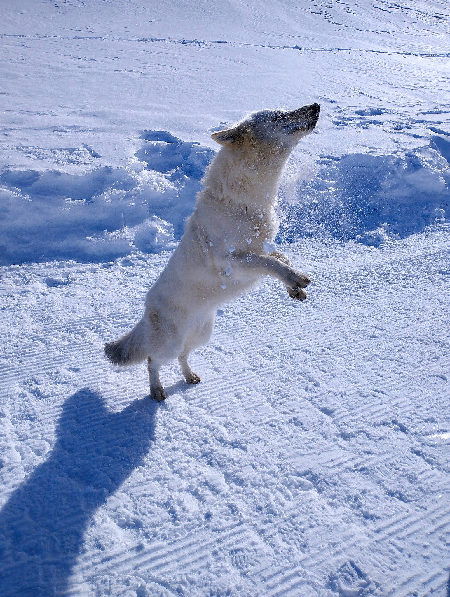 Saona participe au concours pour gagner de l'argent avec cette photo : arctic, arctic_ocean, body_of_water, carnivore, dog_breed, electric_blue, freezing, fur, glacial_landform, ice_cap, ocean, polar_ice_cap, shadow, slope, snow, tail, terrestrial_animal, tundra, wildlife, winter