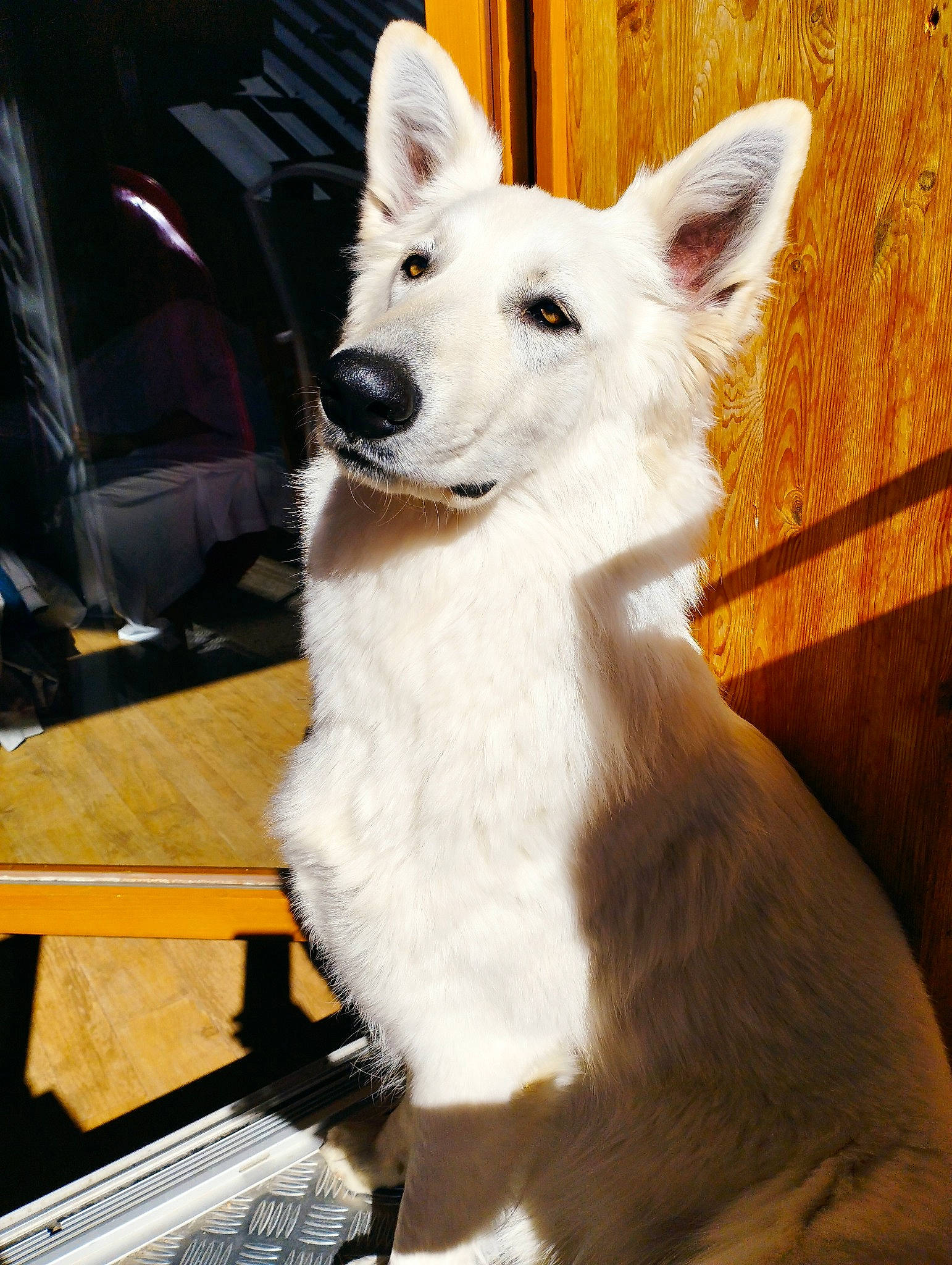 Saona participe au concours pour gagner de l'argent avec cette photo : ancient_dog_breeds, canidae, canis, carnivore, chair, companion_dog, dog, dog_breed, fawn, fur, jaw, non_sporting_group, snout, sporting_group, tail, terrestrial_animal, whiskers, wood, working_animal, working_dog