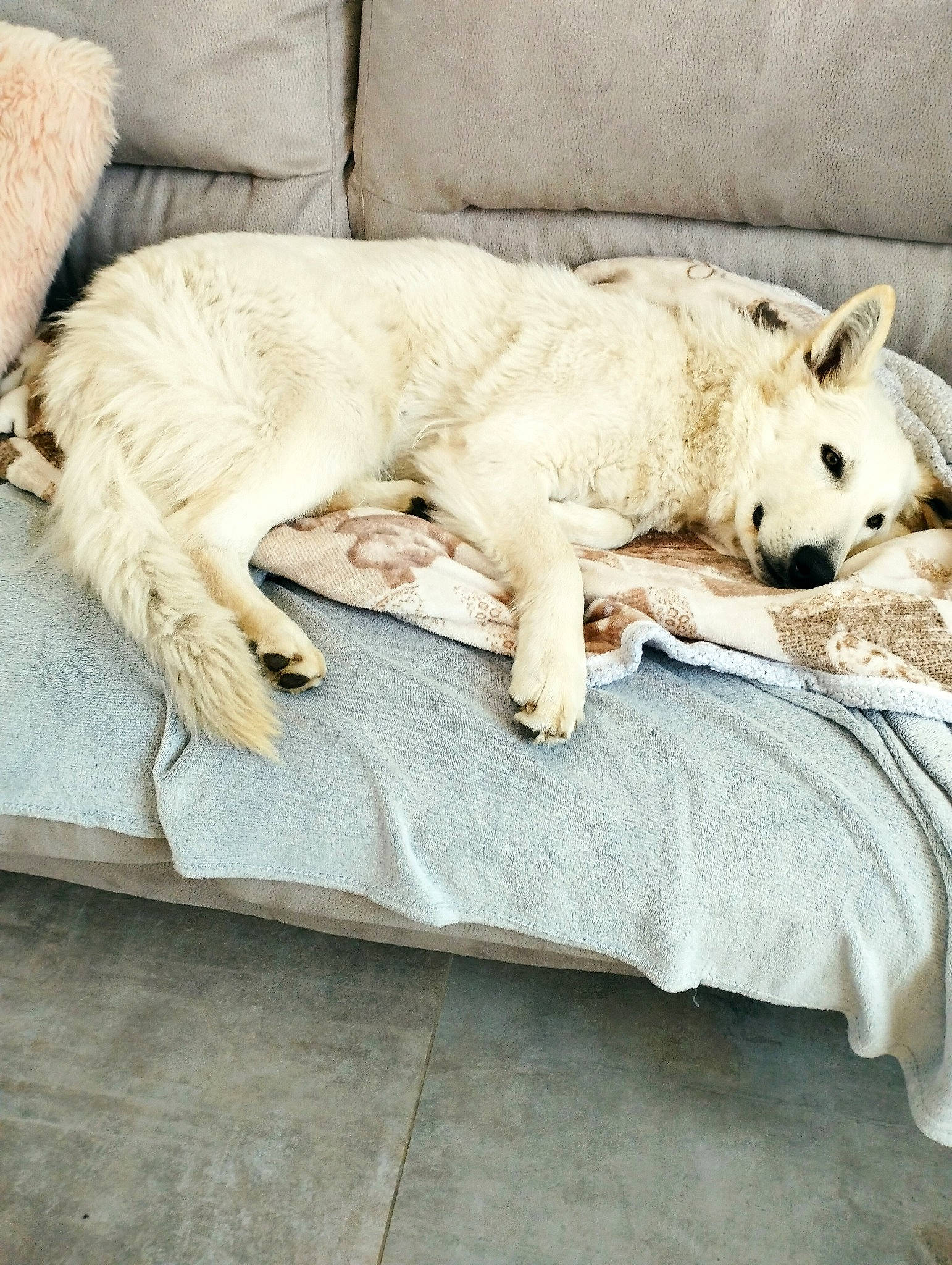 Saona a rejoint le concours — aidez-le/la à gagner de superbes lots ! carnivore, comfort, companion_dog, couch, dog, dog_breed, dog_supply, duvet, fawn, felidae, fur, linens, paw, pillow, small_to_medium_sized_cats, snout, sporting_group, tail, terrestrial_animal, whiskers