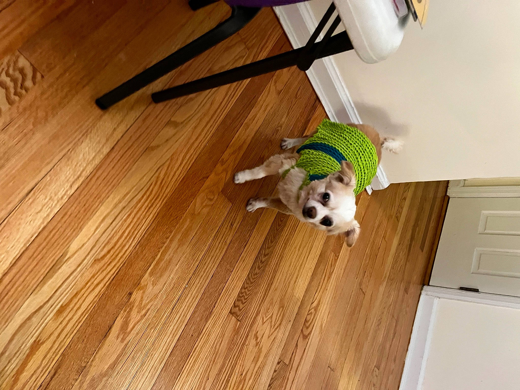 Spock joined the competition — help win amazing prizes! cabinetry, carnivore, companion_dog, dog, dog_breed, fawn, floor, flooring, hardwood, laminate_flooring, plank, plywood, room, tail, toy, varnish, wood, wood_flooring, wood_stain, working_animal