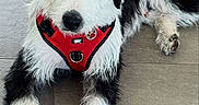 Luna joined the competition — help win amazing prizes! dog, black_and_white, red_harness, lying_down, floor, tile_floor, pet, canine, fur, scruffy, paw, looking_at_camera, indoor, calm, relaxed, animal, mammal, companion, cute, domestic