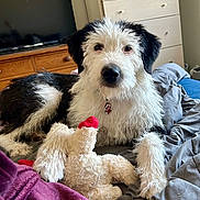 Luna joined the competition — help win amazing prizes! dog, bed, plush_toy, blanket, furniture, indoor, black_and_white, fur, pet, toy, resting, cozy, dorm_room, wooden_dresser, television, comfort, animal, canine, collar, bedding