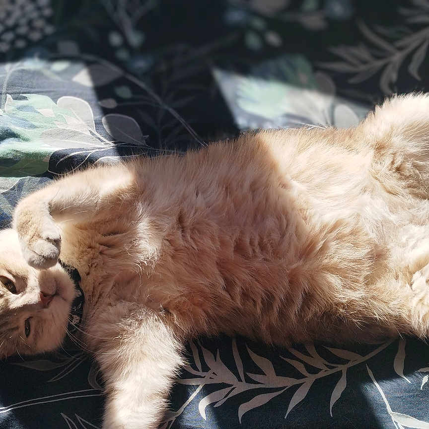 Aykez participe au concours pour gagner de l'argent avec cette photo : abyssinian, animal, bed, bedroom, blanket, cat, couch, cushion, furniture, homedecor, indoors, kitten, linen, manx, person, pet, quilt, room, siamese, sleeping