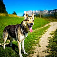 Oxmo participe au concours pour gagner de l'argent avec cette photo : animal, blue_sky, canine, collar, daylight, dog, field, grass, happy, landscape, mammal, mountain, nature, outdoor, path, pet, summer, sunny, tongue_out, walking