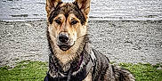 Oxmo a rejoint le concours — aidez-le/la à gagner de superbes lots ! carnivoran, czechoslovakian_wolfdog, dog, dog_breed, dog_breed_group, dog_like_mammal, east_siberian_laika, kunming_wolfdog, mammal, native_american_indian_dog, northern_inuit_dog, saarloos_wolfdog, seppala_siberian_sleddog, shikoku, siberian_husky, snout, tamaskan_dog, utonagan, wolf, wolfdog