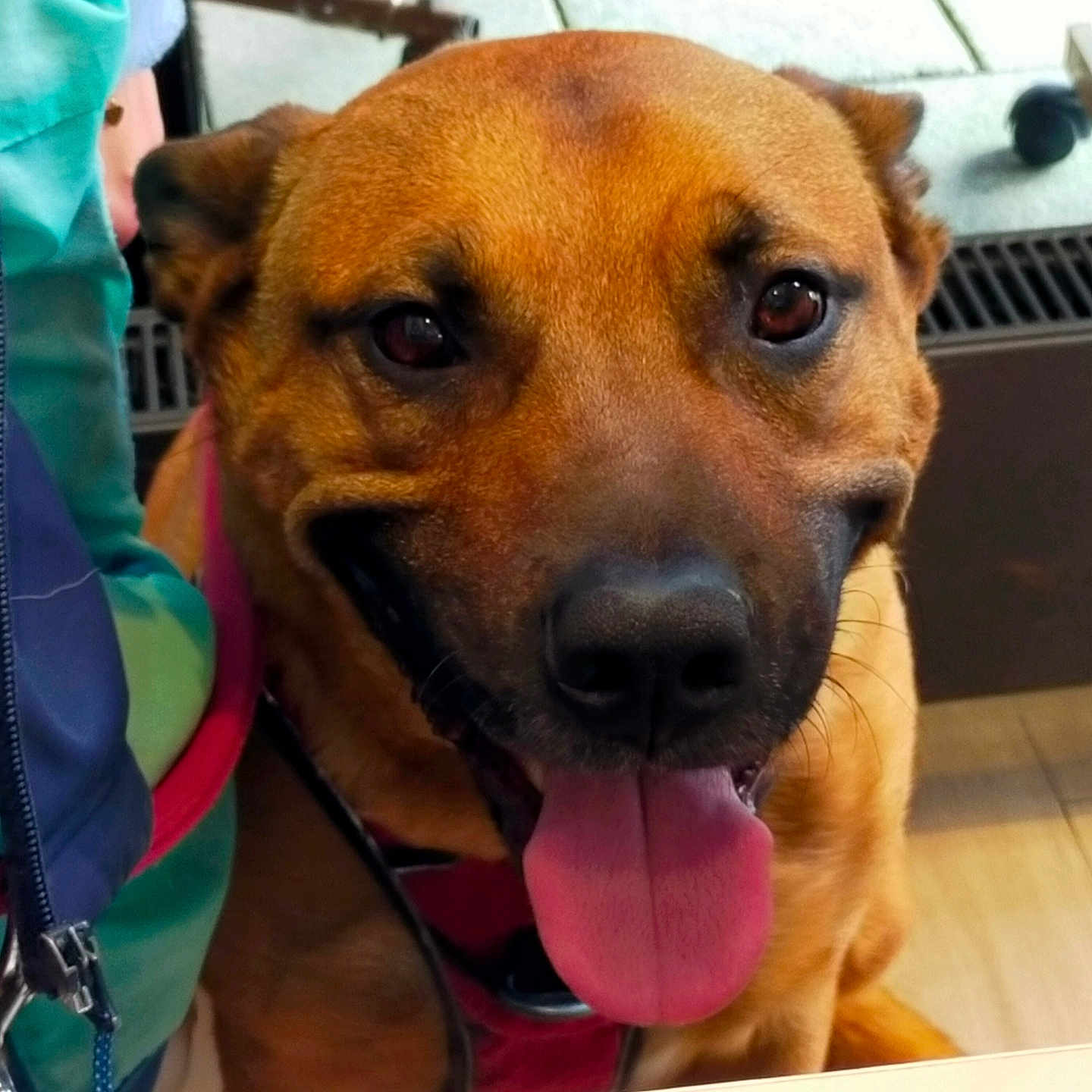 Onyx participe au concours pour gagner de l'argent avec cette photo : animal, background, brown_fur, canine, close_up, dog, ears, eyes, face, floor, happy, indoor, jacket, leash, person_partial, pet, smiling, table, tile_floor, tongue