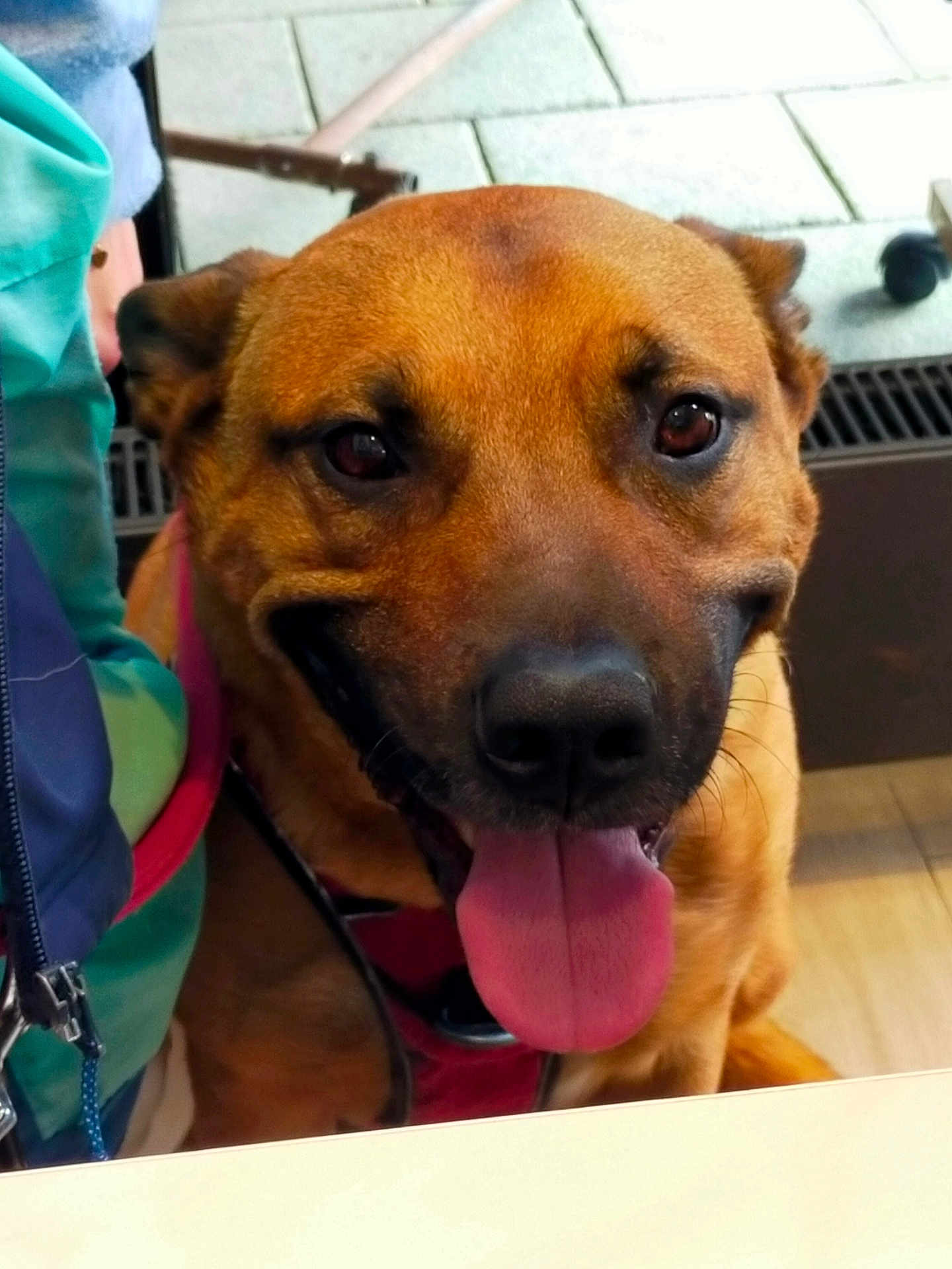 Onyx participe au concours pour gagner de l'argent avec cette photo : dog, tongue, happy, close_up, pet, animal, brown_fur, canine, indoor, floor, person_partial, jacket, leash, smiling, face, ears, eyes, table, background, tile_floor
