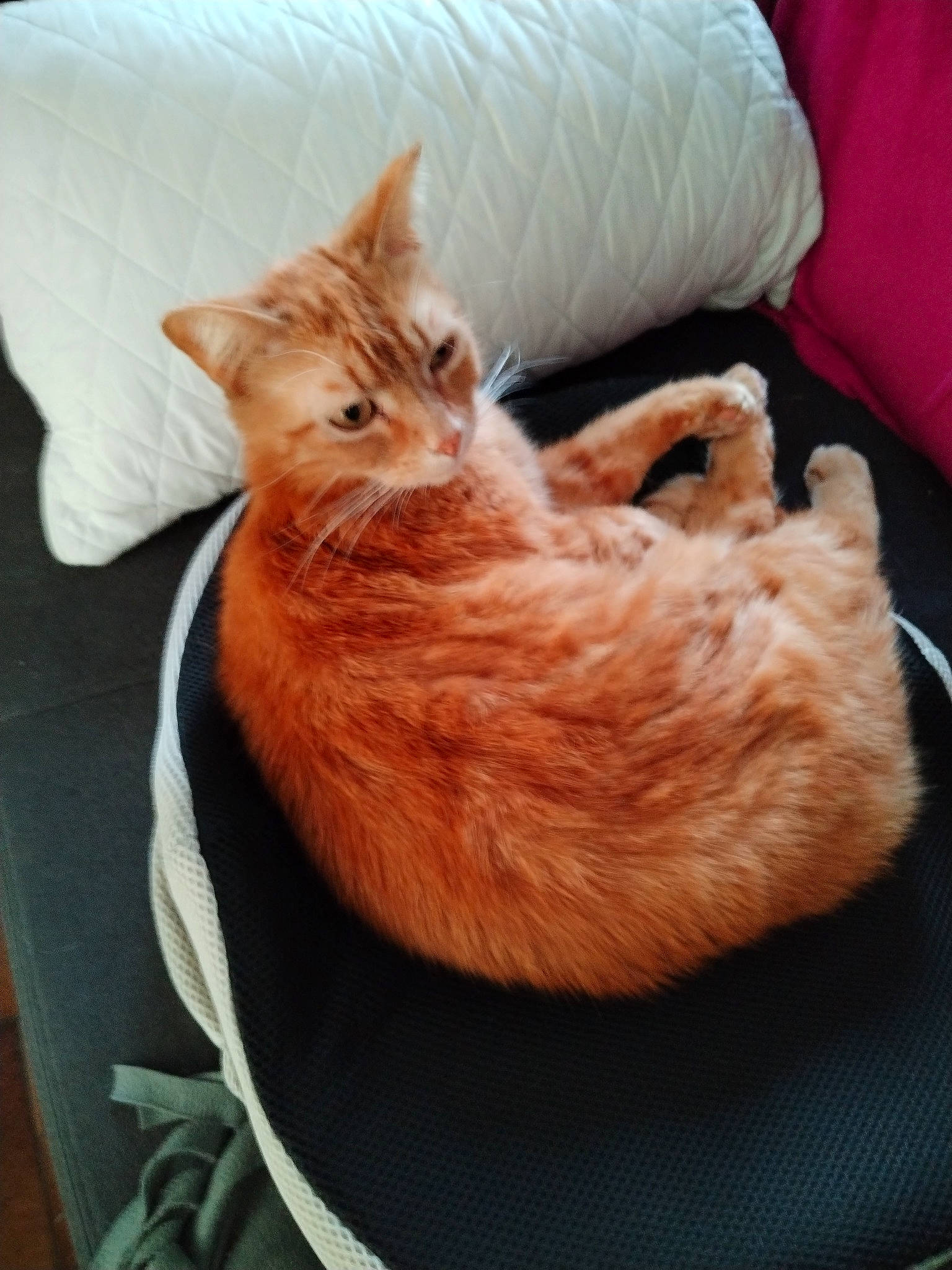 Oreo participe au concours pour gagner de l'argent avec cette photo : carnivore, cat, cat_bed, cat_supply, claw, comfort, couch, domestic_short_haired_cat, fawn, felidae, fur, gesture, linens, nap, paw, pillow, small_to_medium_sized_cats, snout, tail, whiskers