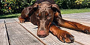 Ulka a rejoint le concours — aidez-le/la à gagner de superbes lots ! dog, doberman, outdoor, sunny, deck, wood, greenery, house, pet, relaxed, animal, summer, nature, canine, resting, fence, daylight, garden, ears, nose