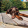 dog, doberman, outdoor, sunny, deck, wood, greenery, house, pet, relaxed, animal, summer, nature, canine, resting, fence, daylight, garden, ears, nose