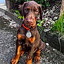 Ulka a rejoint le concours — aidez-le/la à gagner de superbes lots ! dog, doberman, puppy, collar, tag, outdoor, nature, greenery, gravel, path, stones, curious, sitting, pet, young, animal, brown, orange, ears, eyes