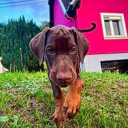 Ulka a rejoint le concours — aidez-le/la à gagner de superbes lots ! doberman, puppy, dog, grass, house, pink_house, greenery, outdoor, nature, young_dog, canine, walking, close_up, curious, pets, yard, daylight, animal, building, front_view