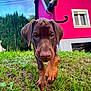 doberman, puppy, dog, grass, house, pink_house, greenery, outdoor, nature, young_dog, canine, walking, close_up, curious, pets, yard, daylight, animal, building, front_view