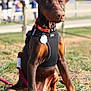 Ulka a rejoint le concours — aidez-le/la à gagner de superbes lots ! doberman, puppy, dog, sitting, harness, collar, leash, grass, outdoor, field, tag, pet, animal, canine, brown, black, ears, alert, daytime, fence