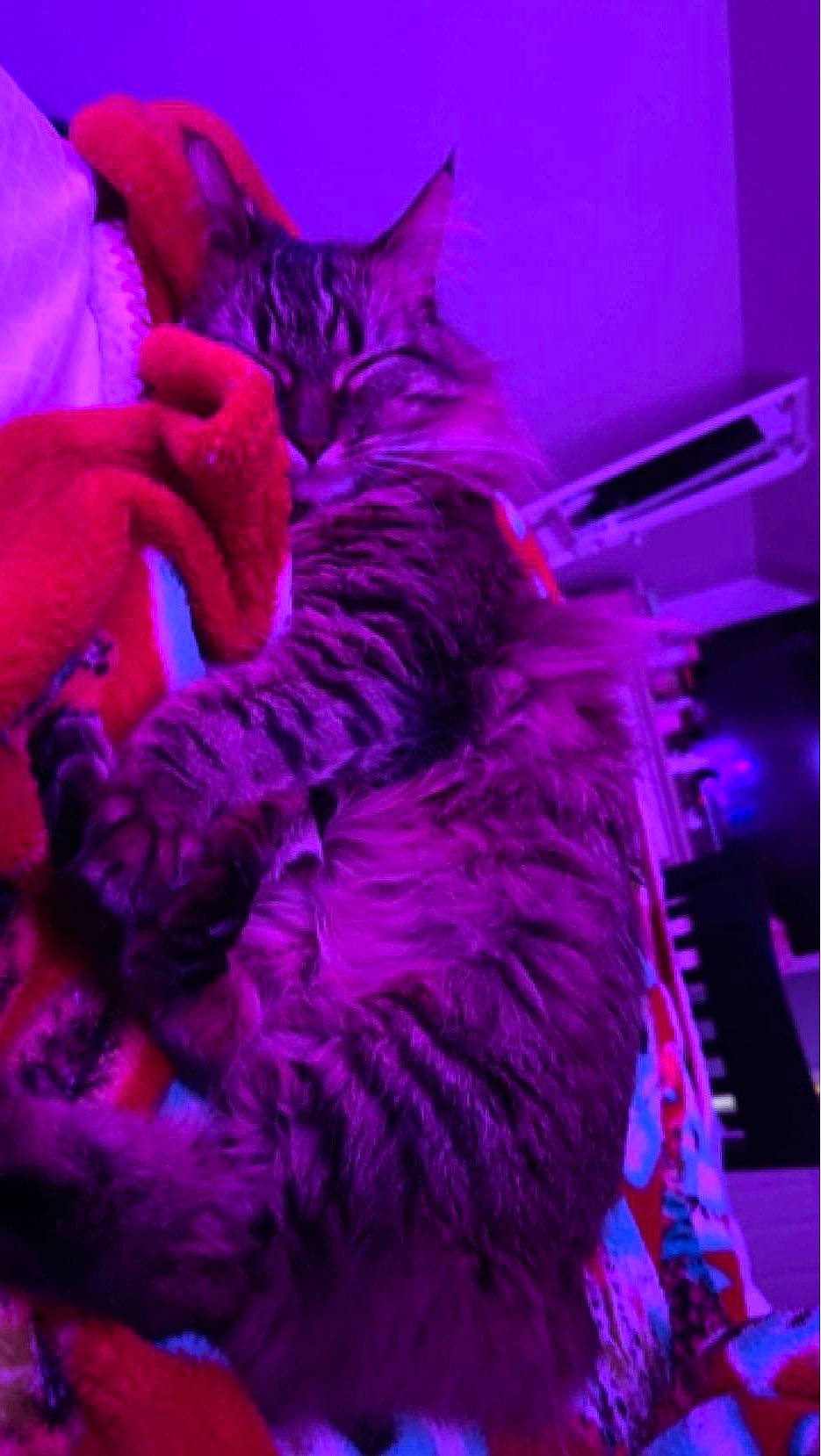 Cleo joined the competition — help win amazing prizes! carmine, carnivore, comfort, dog_breed, electric_blue, event, felidae, fur, magenta, pink, purple, small_to_medium_sized_cats, violet, whiskers