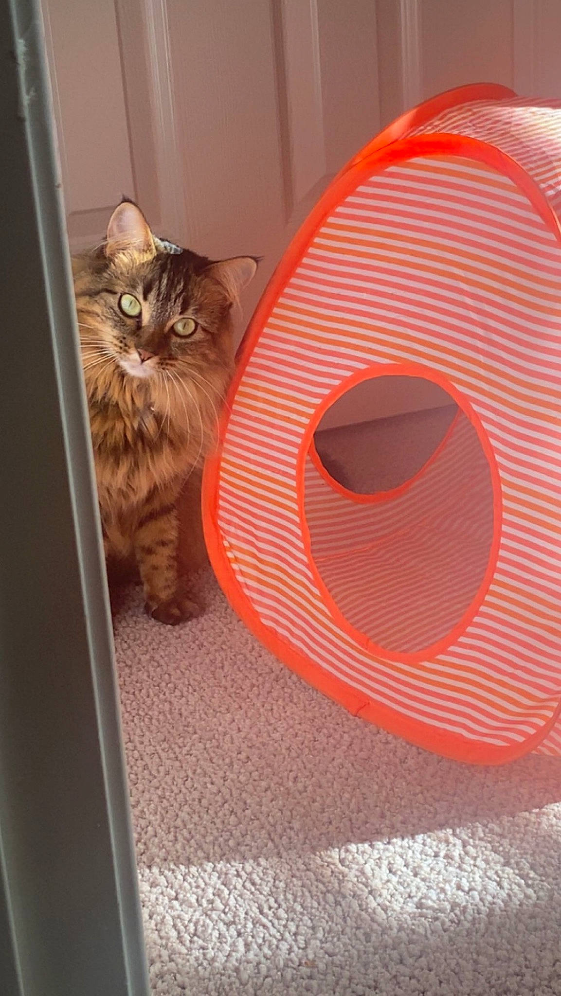 Cleo joined the competition — help win amazing prizes! art, carmine, carnivore, cat, cat_supply, circle, domestic_short_haired_cat, door, felidae, fur, metal, pattern, peach, rectangle, room, small_to_medium_sized_cats, tail, whiskers, window, wood