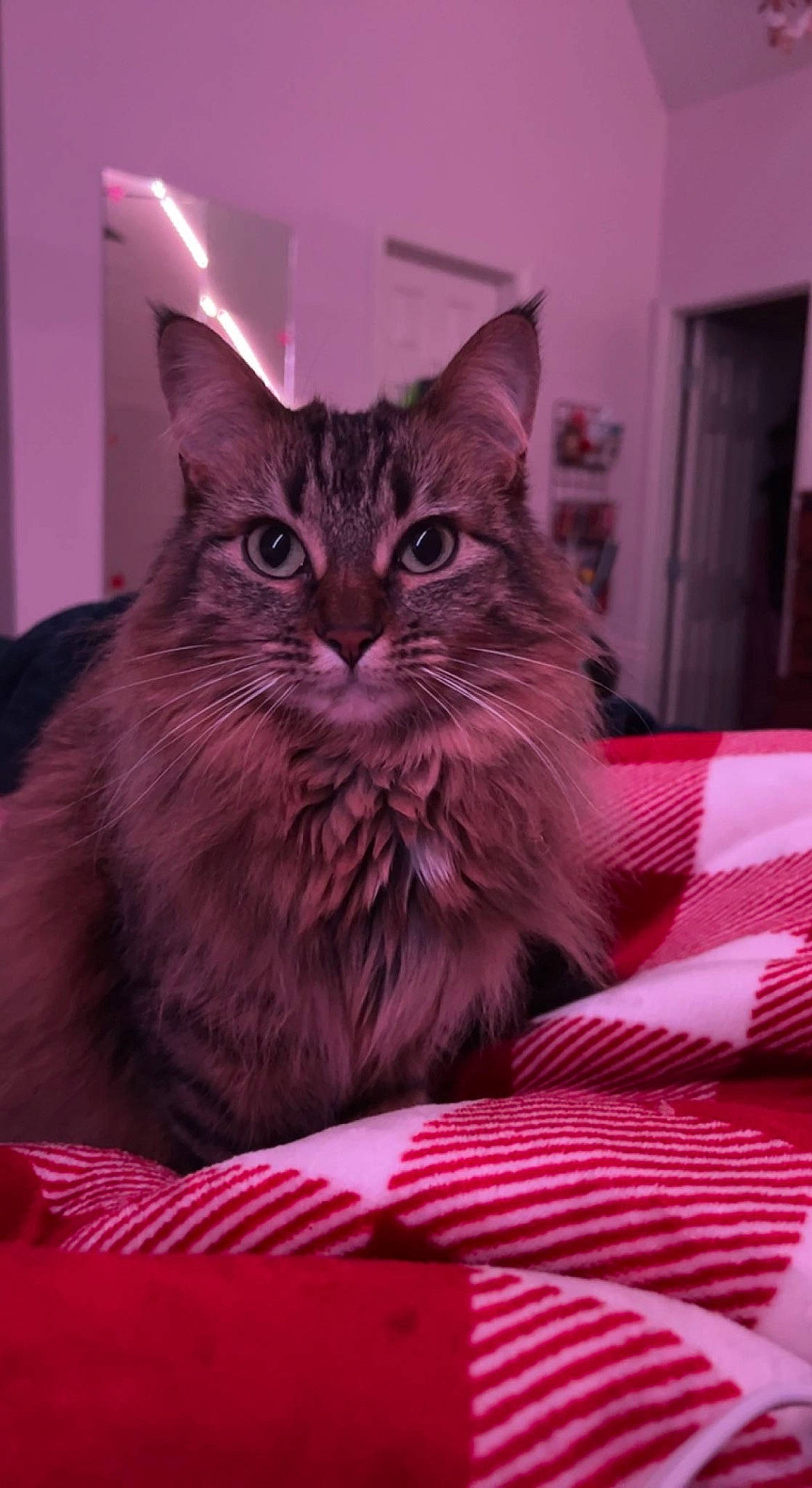 Cleo is registered to the contest to win money with this photo: box, carnivore, cat, cat_supply, comfort, domestic_short_haired_cat, felidae, fur, magenta, maine_coon, pink, plant, sitting, small_to_medium_sized_cats, snout, whiskers, window