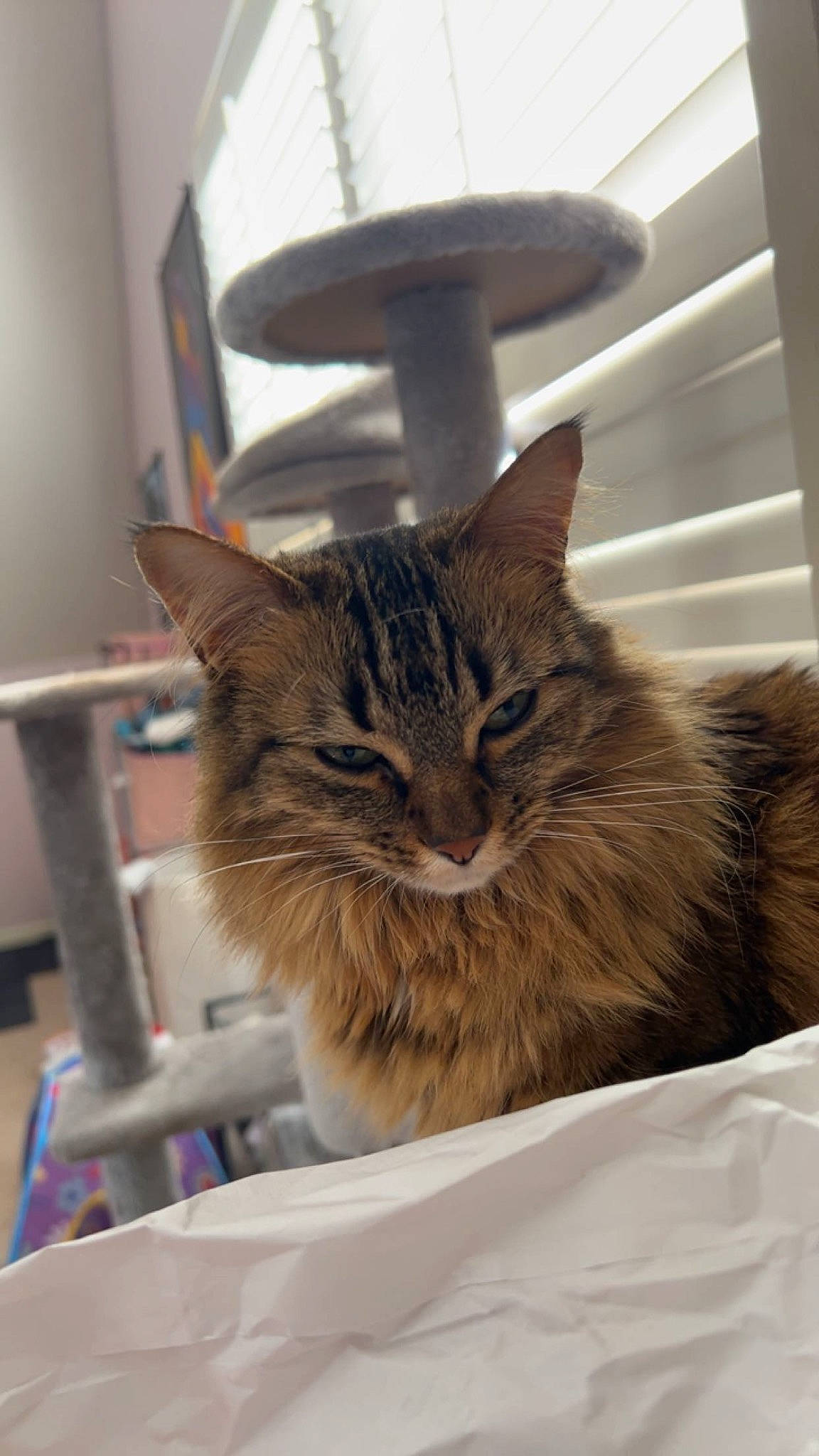 Cleo is registered to the contest to win money with this photo: box, cardboard, carnivore, cat, comfort, domestic_short_haired_cat, felidae, fur, maine_coon, paper, paper_product, room, small_to_medium_sized_cats, whiskers, window