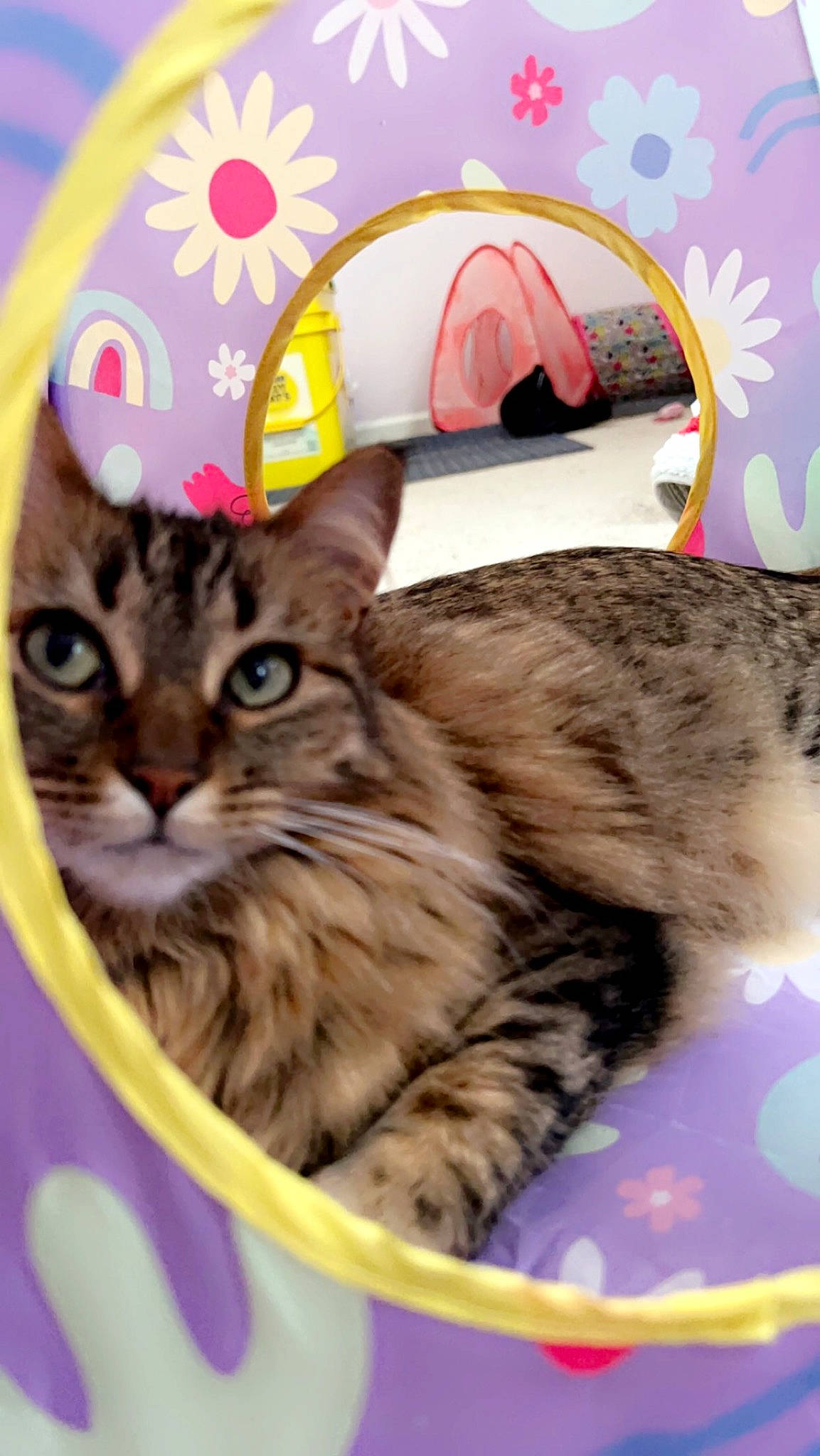 Cleo joined the competition — help win amazing prizes! box, carnivore, cat, comfort, domestic_short_haired_cat, fashion_accessory, felidae, fur, paw, pet_supply, photo_caption, small_to_medium_sized_cats, whiskers