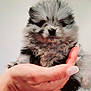 adorable, animal, black, closeup, cuddly, cute, dog, domestic_animal, fluffy, furry, gray, hand, indoor, mammal, pet, portrait, puppy, small, soft, young