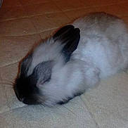 Gribouille a rejoint le concours — aidez-le/la à gagner de superbes lots !