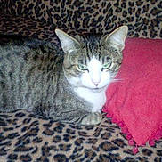 Saphir a rejoint le concours — aidez-le/la à gagner de superbes lots !