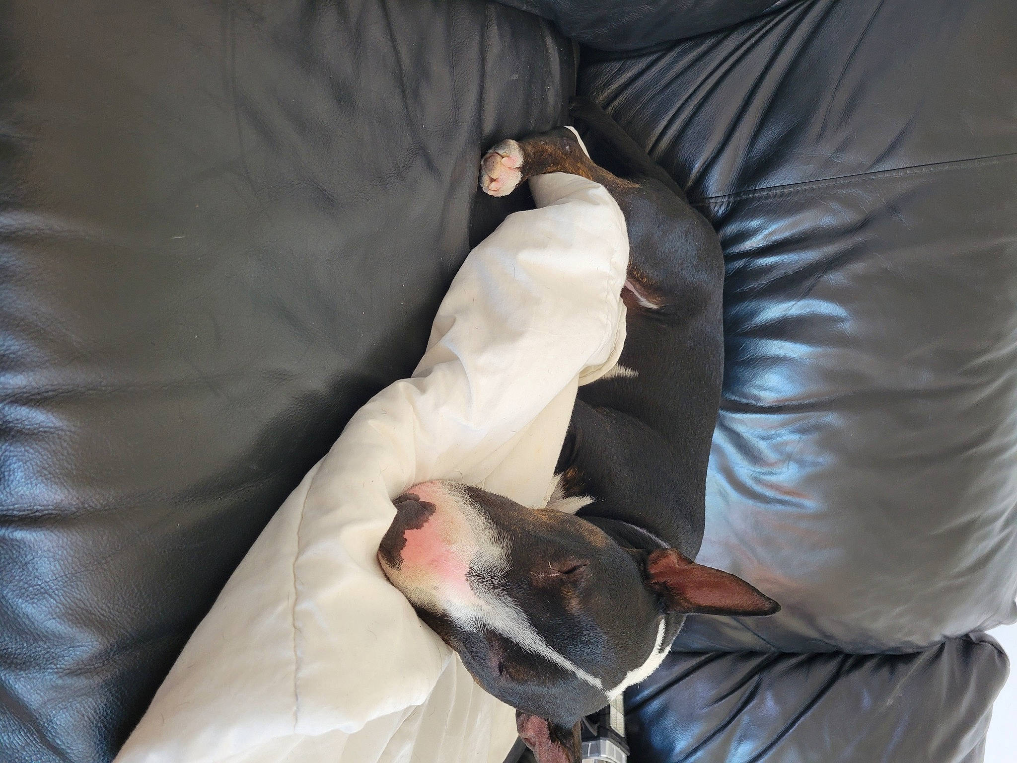 Calypso a rejoint le concours — aidez-le/la à gagner de superbes lots ! bat, bed, bedding, claw, comfort, duvet, elbow, fish, fur, glove, health_care, human_leg, linens, nap, pillow, room, safety_glove, service, sleeve, wrist