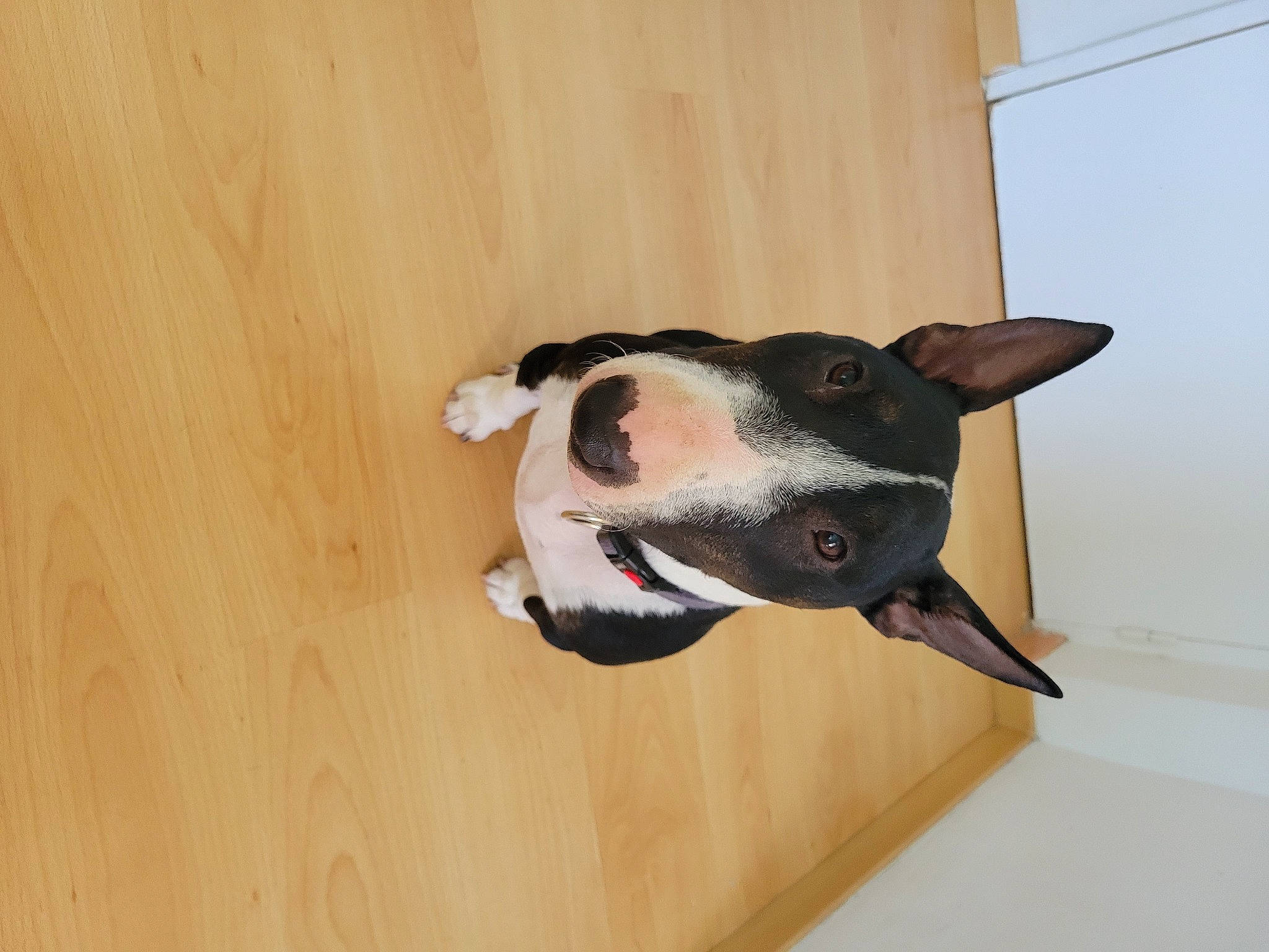 Calypso a rejoint le concours — aidez-le/la à gagner de superbes lots ! canidae, carmine, carnivore, collar, comfort, companion_dog, dog, dog_breed, dog_collar, fawn, flooring, hardwood, pet_supply, snout, sporting_group, tail, whiskers, window, wood, working_animal