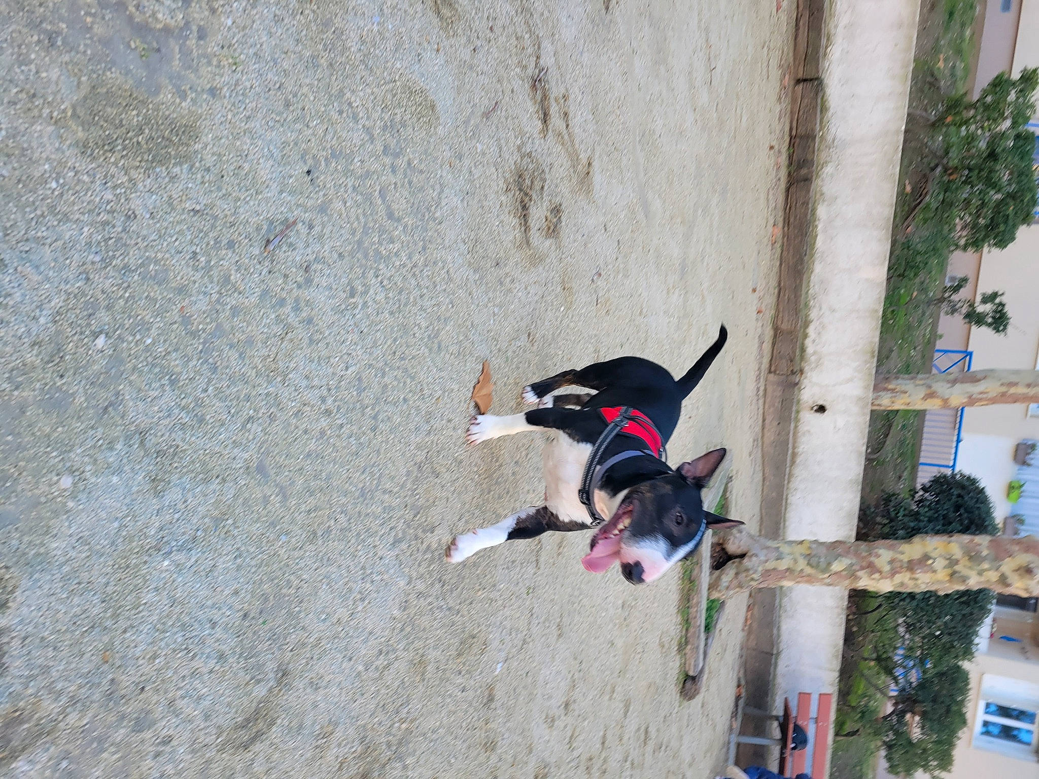 Calypso a rejoint le concours — aidez-le/la à gagner de superbes lots ! adventure, beach, canidae, carnivore, concrete, dog, dog_breed, extreme_sport, leisure, plant, recreation, shadow, slope, sporting_group, tree, window, wood