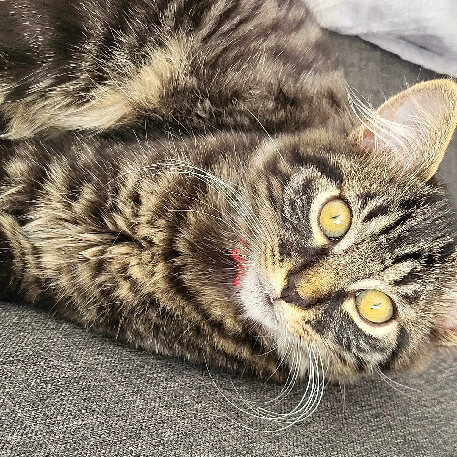 Marley