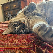 Cali joined the competition — help win amazing prizes! cat, tabby_cat, pet, bed, blanket, paw, whiskers, close_up, indoor, dresser, curtain, sunlight, fur, relaxed, portrait, eye, nose, cozy, patterned_bedspread, home