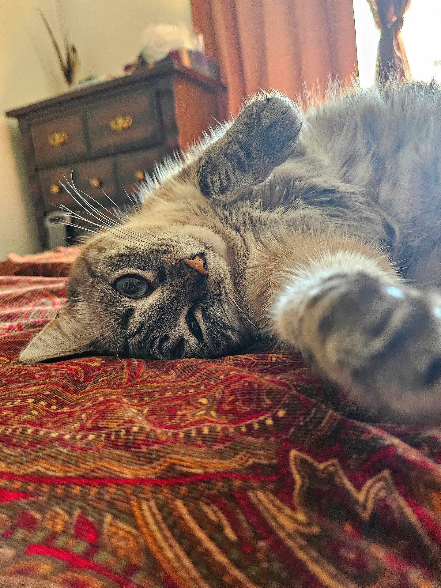 Cali joined the competition — help win amazing prizes! cat, tabby_cat, pet, bed, blanket, paw, whiskers, close_up, indoor, dresser, curtain, sunlight, fur, relaxed, portrait, eye, nose, cozy, patterned_bedspread, home