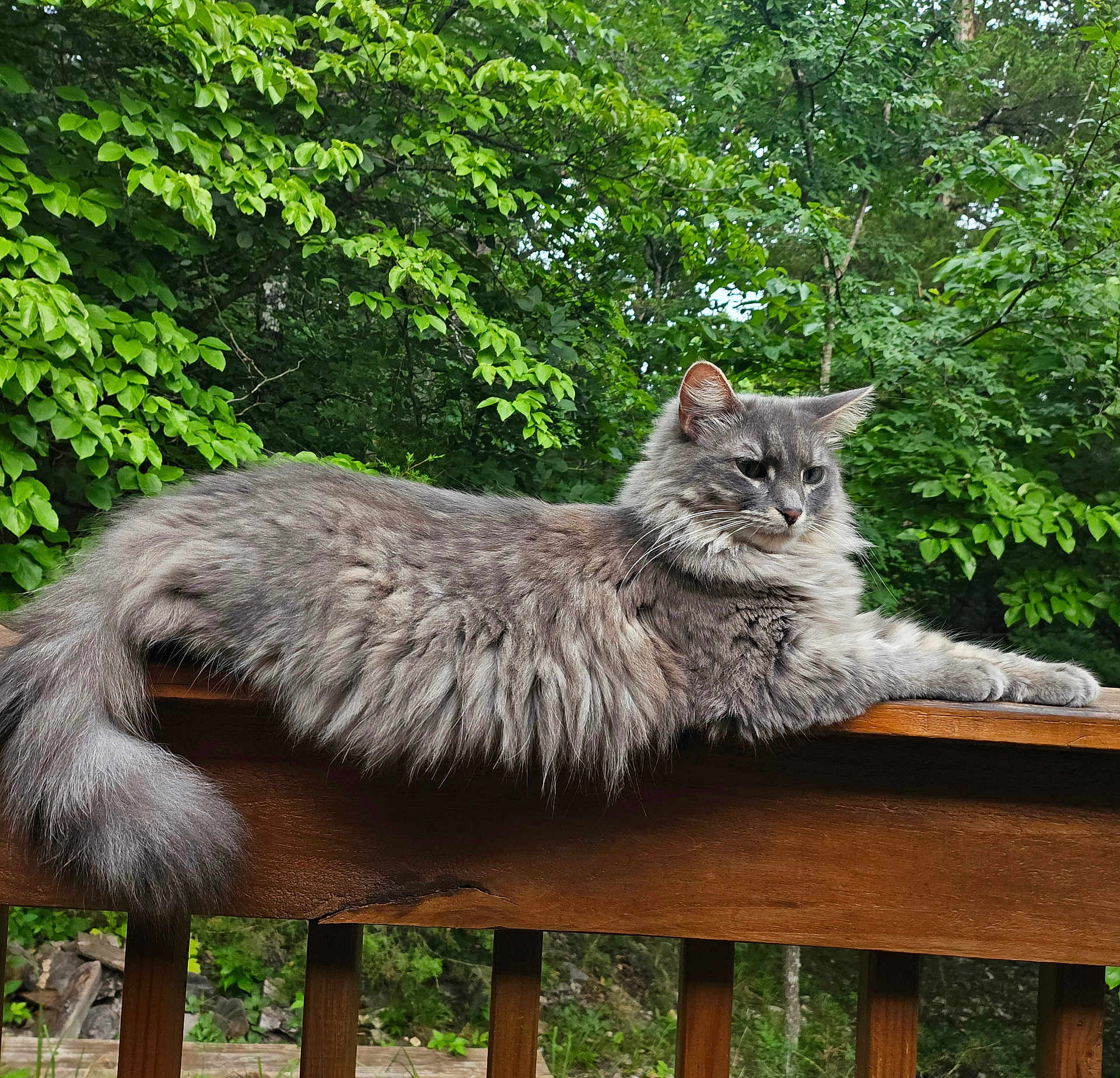 Fluffy is registered to the contest to win money with this photo: cat, long_haired_cat, gray_cat, feline, pet, outdoor, wooden_railing, deck, tail, whiskers, fluffy, relaxed, portrait, green_foliage, trees, leaves, nature, animal, paw, side_view
