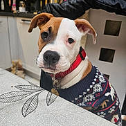 Junior a rejoint le concours — aidez-le/la à gagner de superbes lots ! dog, puppy, portrait, close_up, brown_and_white, floppy_ears, collar, red_collar, sweater, knitted_clothing, festive, indoors, kitchen, home, table, tablecloth, leaf_pattern, appliances, pet, cute