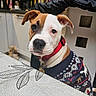 dog, puppy, portrait, close_up, brown_and_white, floppy_ears, collar, red_collar, sweater, knitted_clothing, festive, indoors, kitchen, home, table, tablecloth, leaf_pattern, appliances, pet, cute